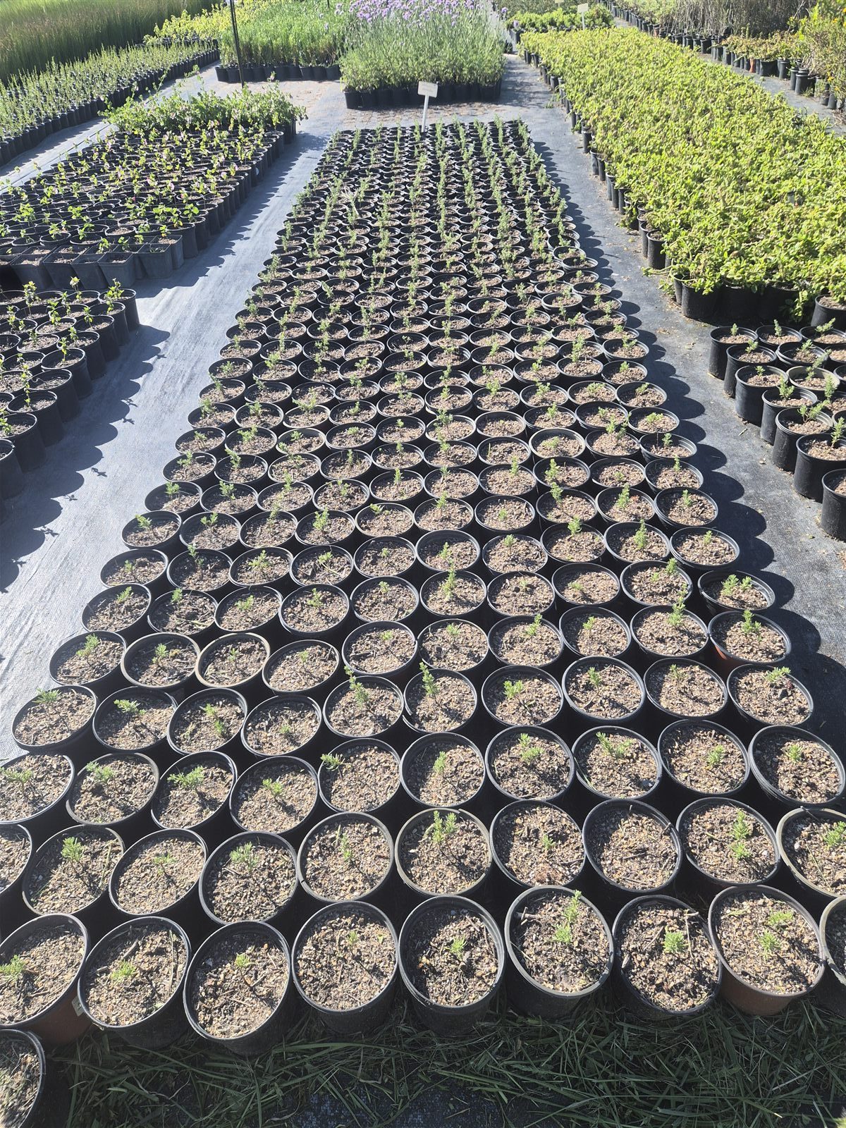 Eriocephalus africanus grown at AVNPlants, Klapmuts