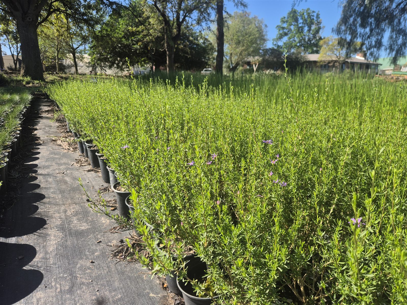 Felicia filifolia grown at AVNPlants, Klapmuts