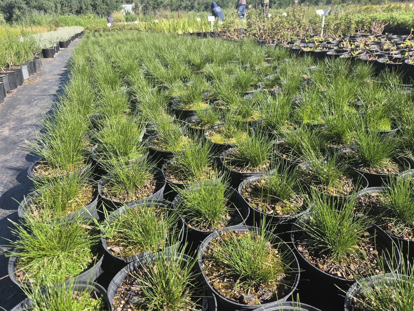 Ficinia nigrescens grown at AVNPlants, Klapmuts