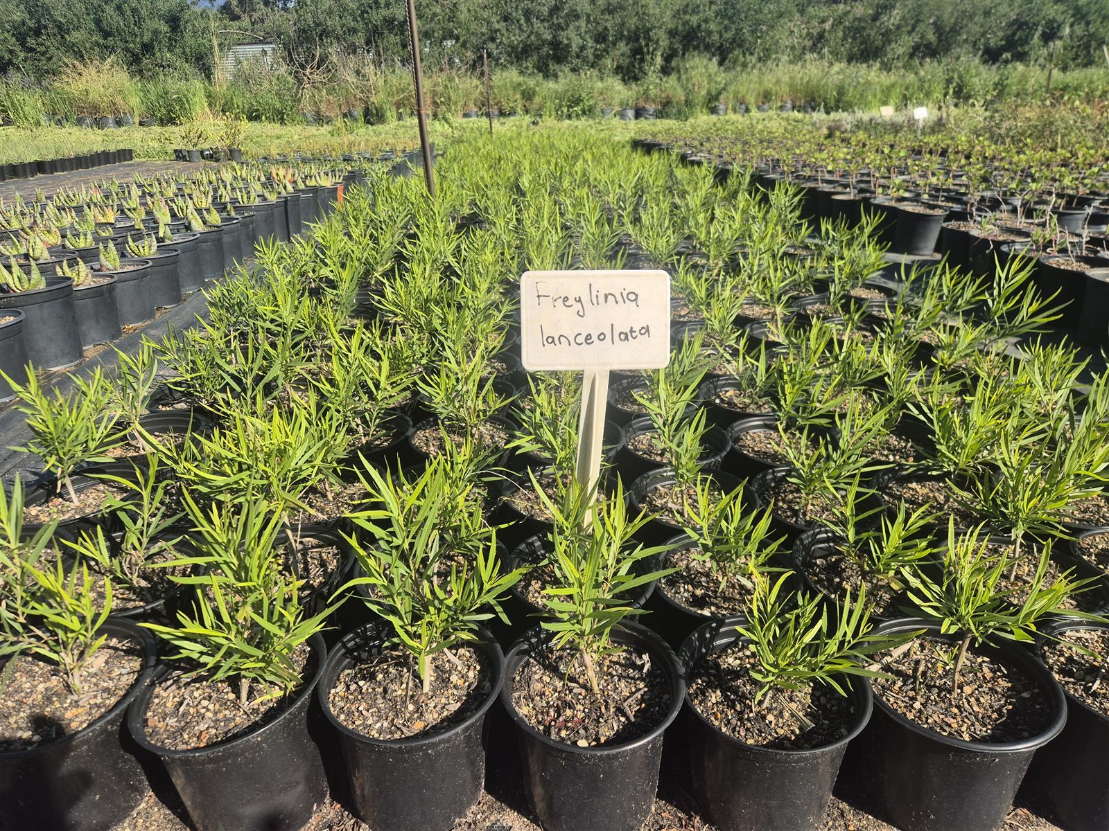 Freylinia lanceolata grown at AVNPlants, Klapmuts