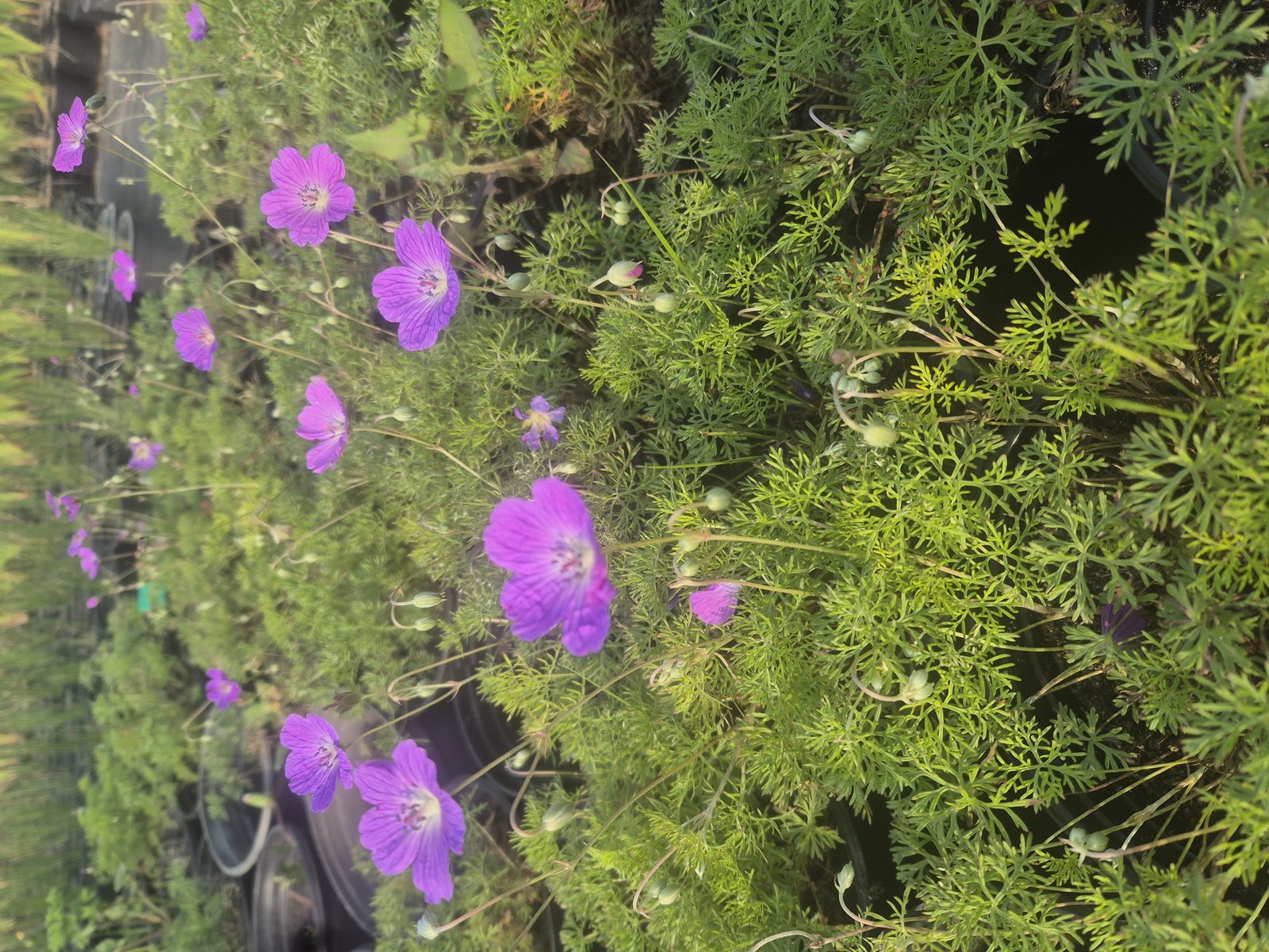 Geranium incanum grown at AVNPlants, Klapmuts