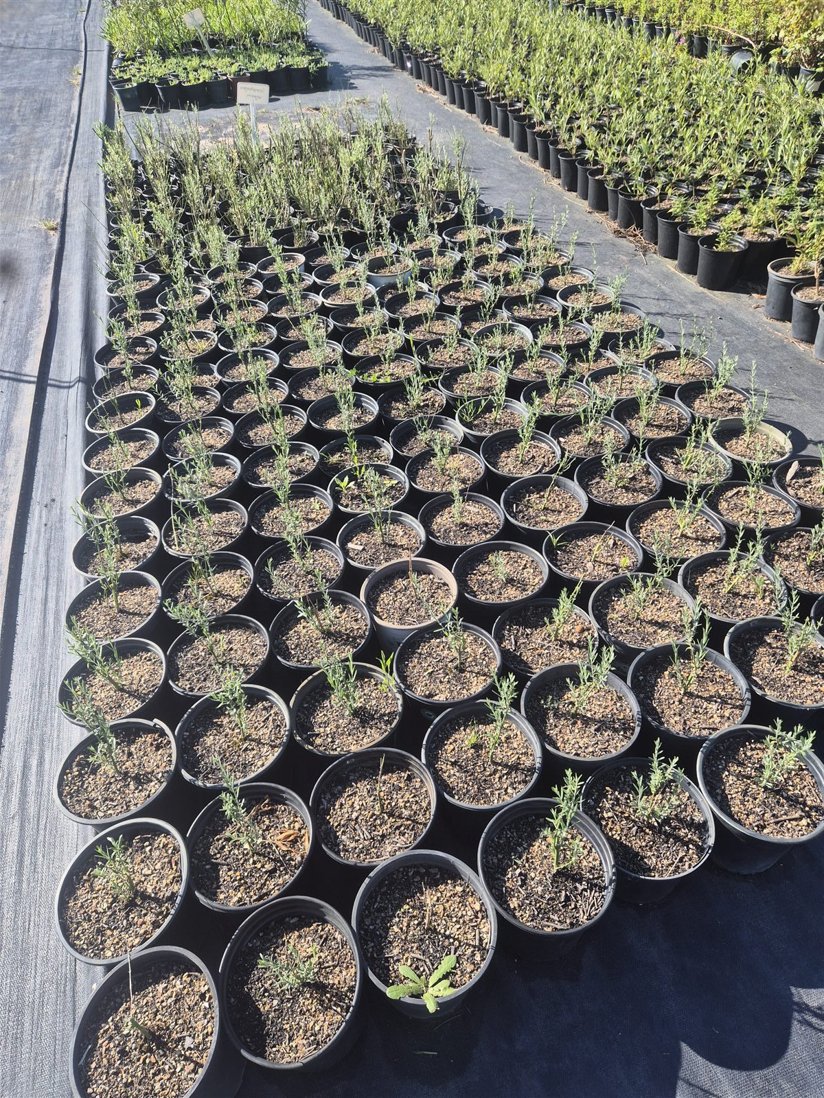 Gomphostigma virgatum grown at AVNPlants, Klapmuts