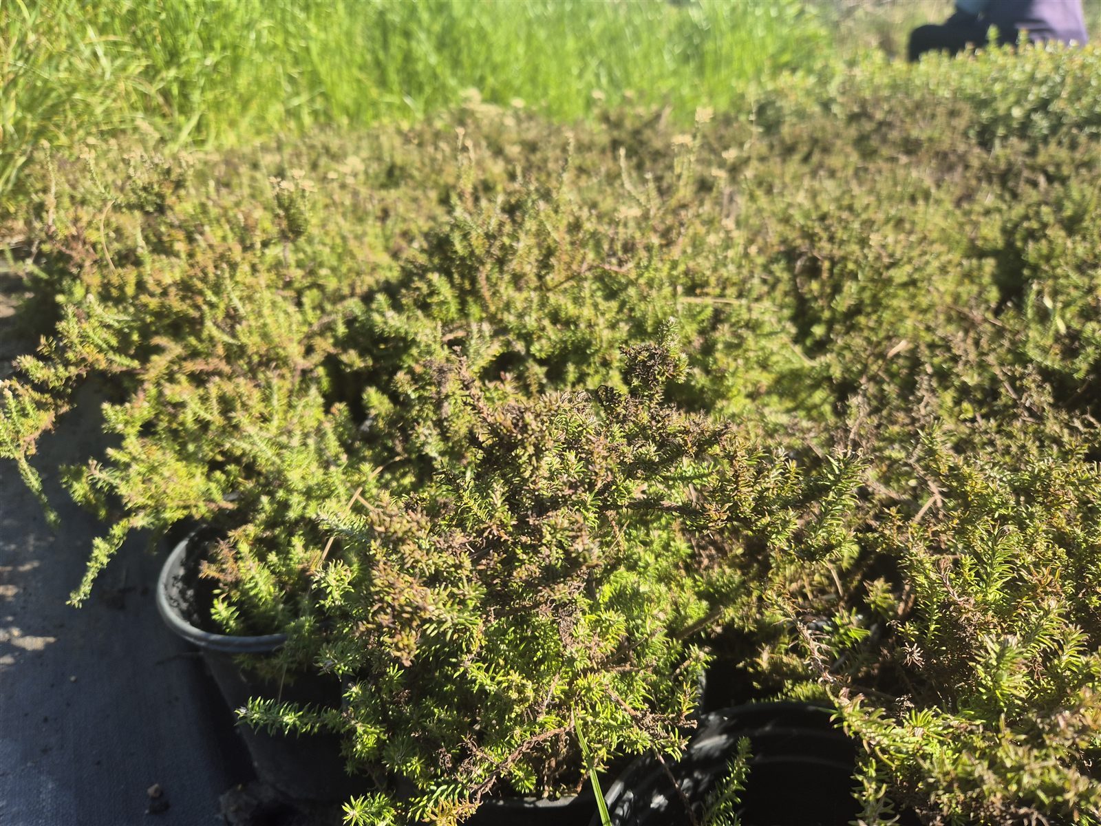Helichrysum teretifolium grown at AVNPlants, Klapmuts