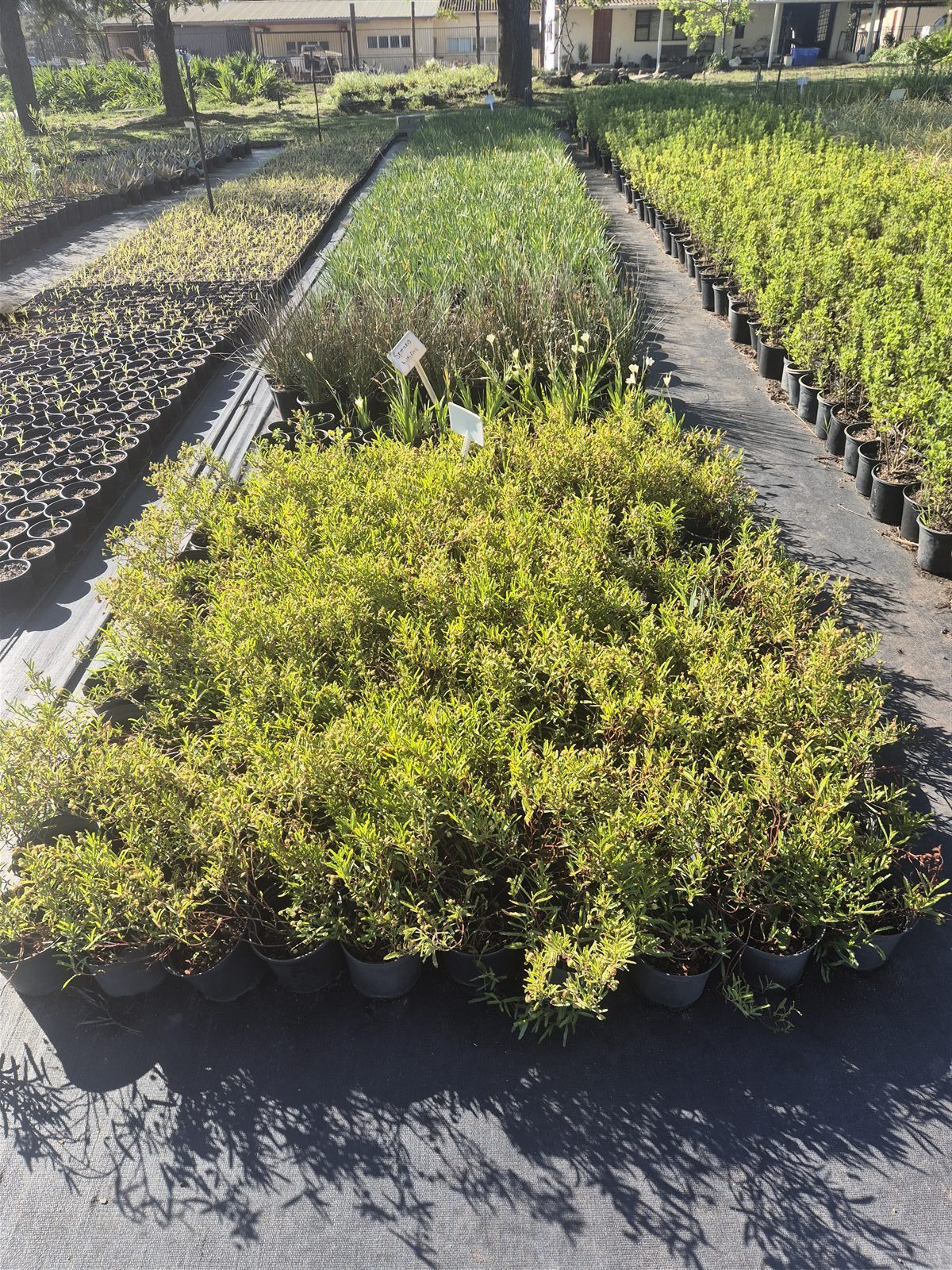 Hermannia saccifera grown at AVNPlants, Klapmuts