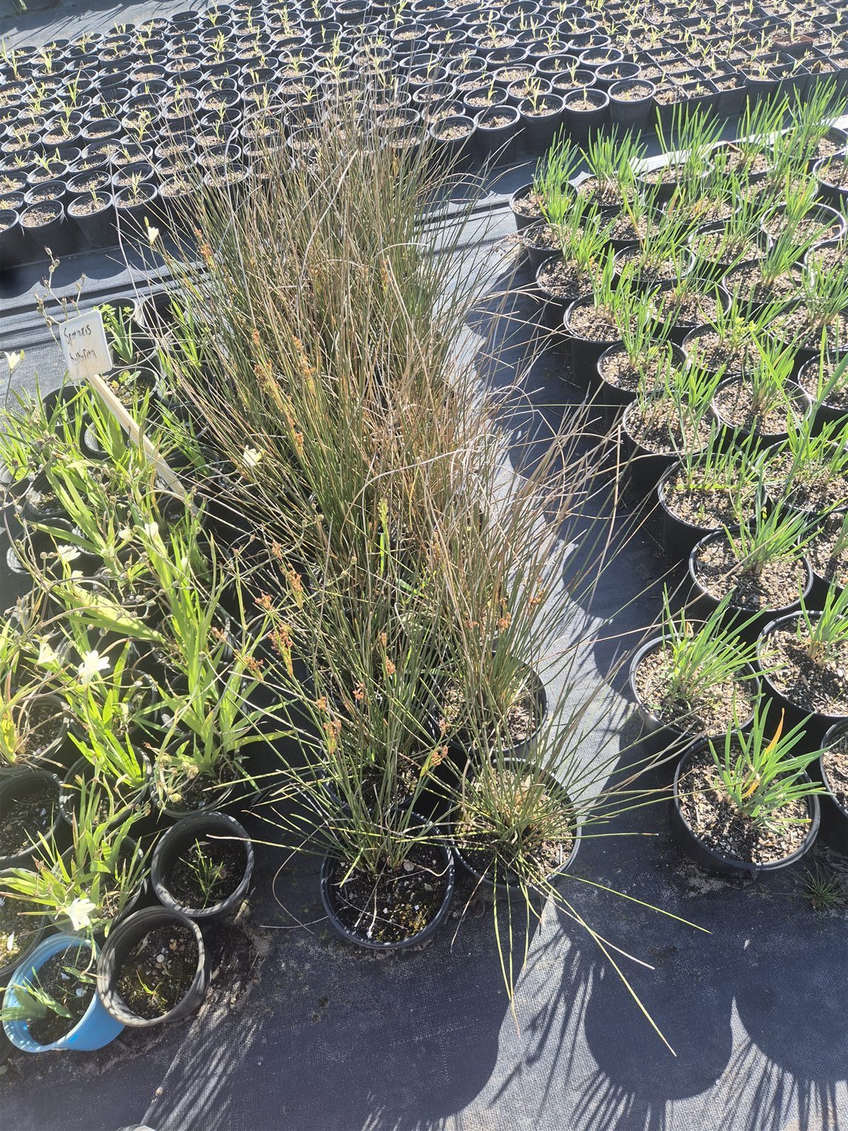 Juncus acutus grown at AVNPlants, Klapmuts
