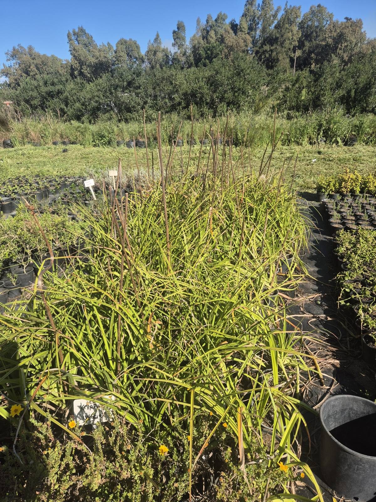 Kniphofia uvaria grown at AVNPlants, Klapmuts