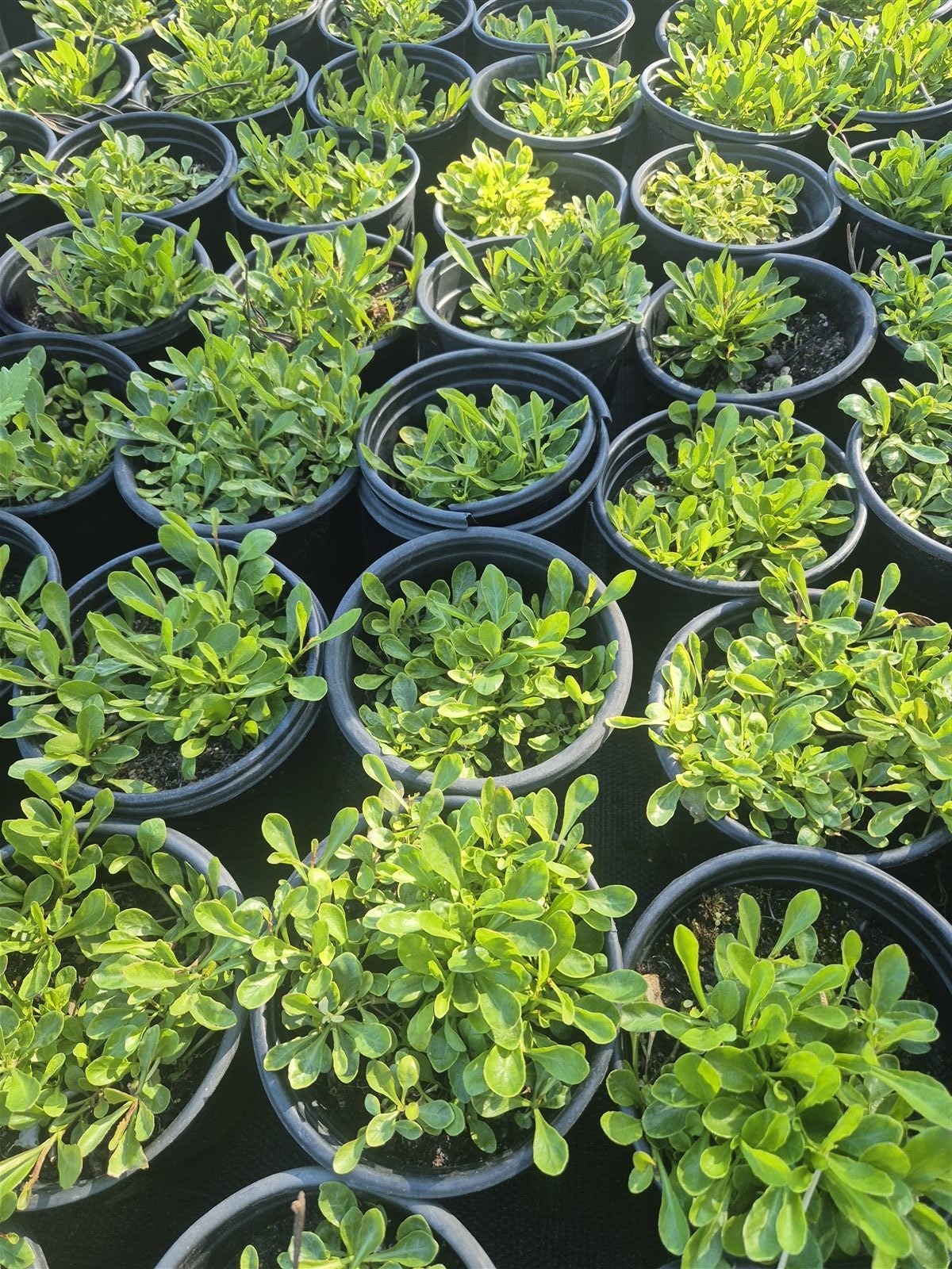 Lobelia anceps grown at AVNPlants, Klapmuts