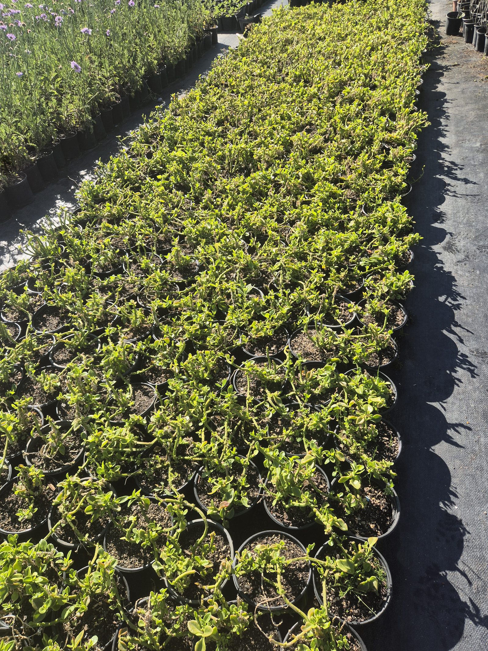 Mesembryanthemum cordifolium grown at AVNPlants, Klapmuts