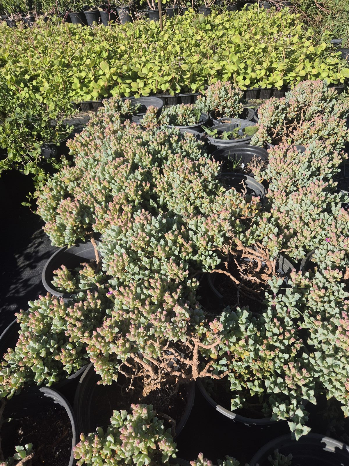 Oscularia deltoides grown at AVNPlants, Klapmuts