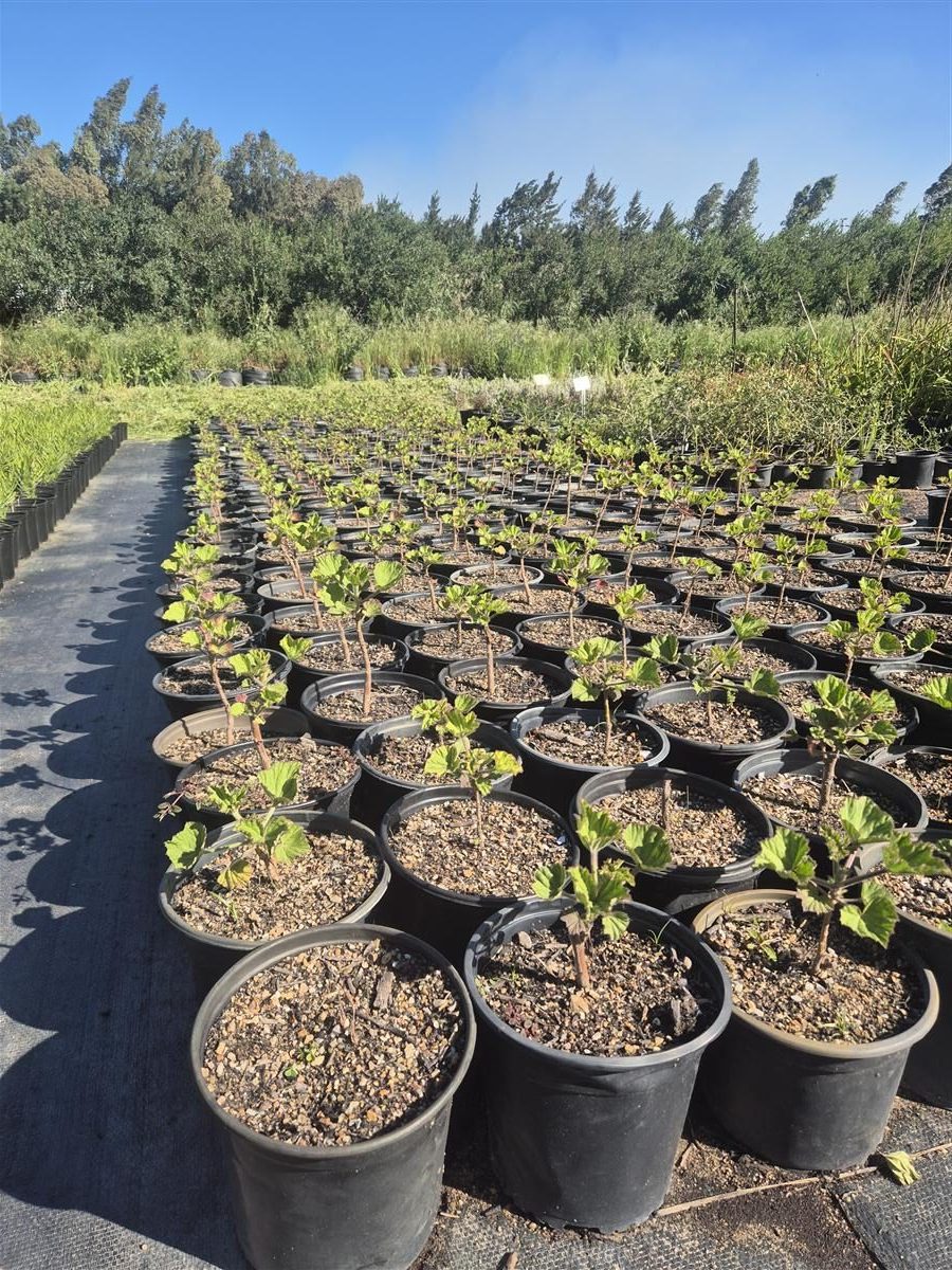 Pelargonium cucullatum grown at AVNPlants, Klapmuts