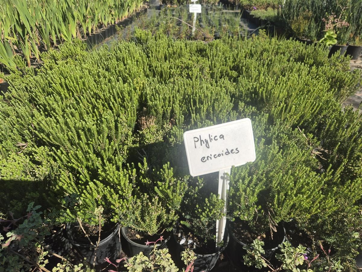 Phylica ericoides grown at AVNPlants, Klapmuts