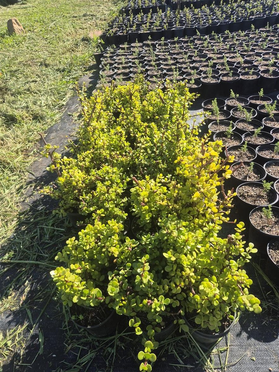 Portulacaria afra grown at AVNPlants, Klapmuts
