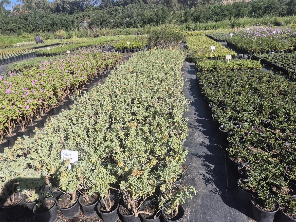 Salvia africana grown at AVNPlants, Klapmuts