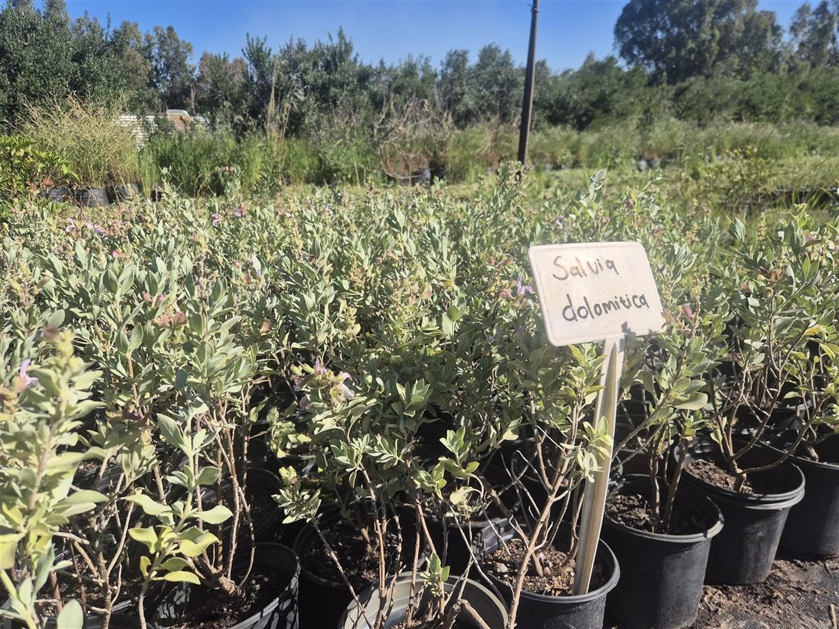 Salvia dolomitica grown at AVNPlants, Klapmuts