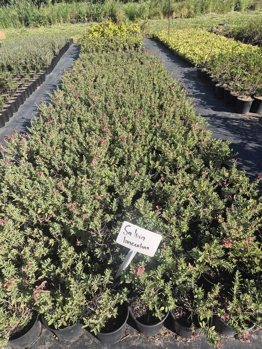 Salvia lanceolata grown at AVNPlants, Klapmuts