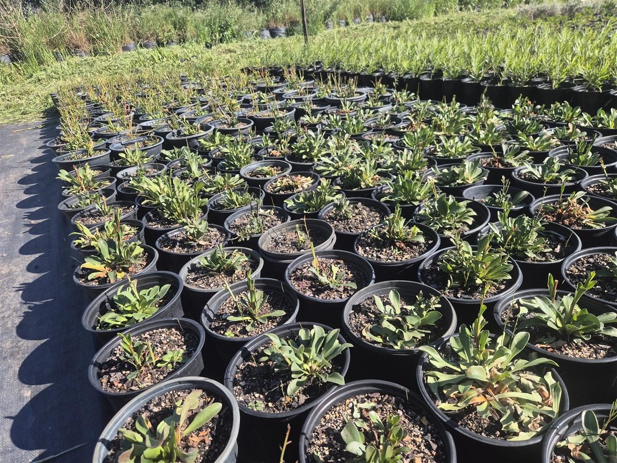 Samolus porosus grown at AVNPlants, Klapmuts