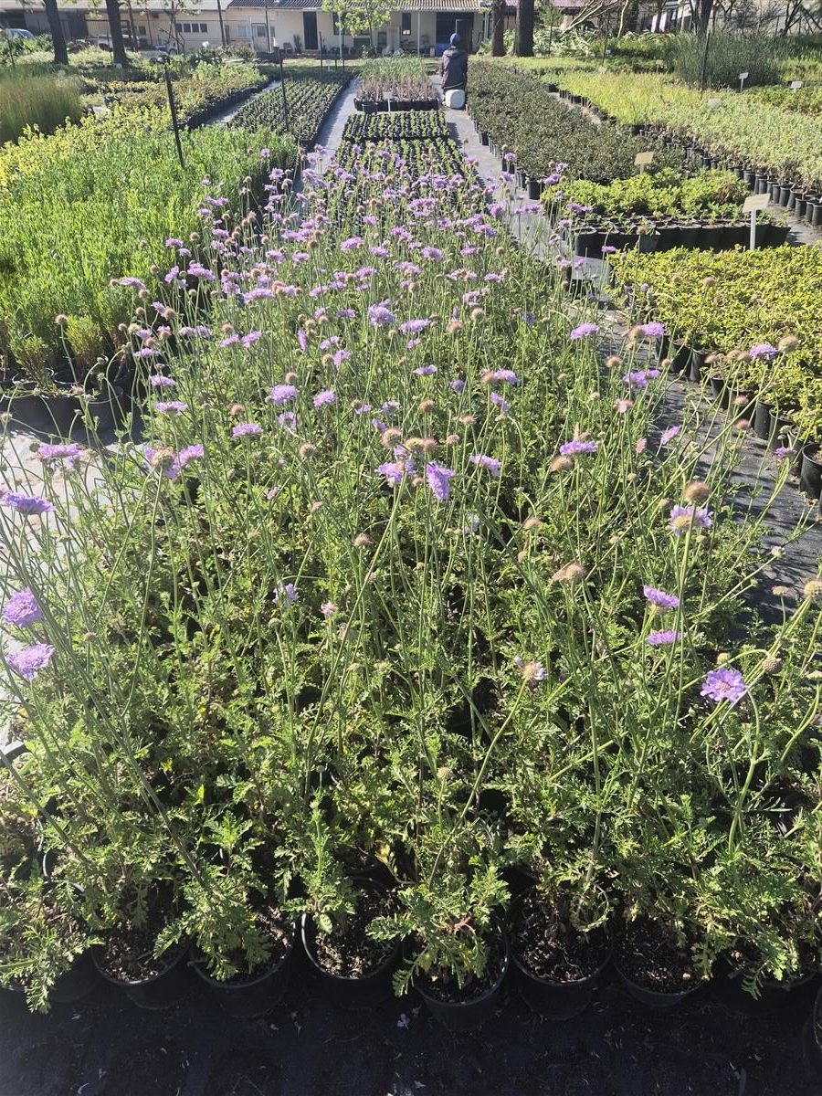 Scabiosa incisa grown at AVNPlants, Klapmuts