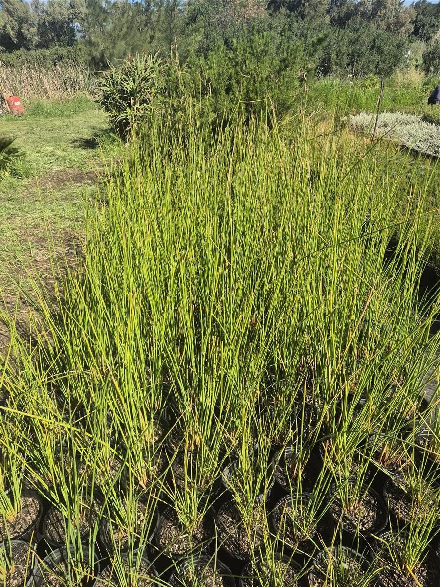 Schoenoplectus scirpoides grown at AVNPlants, Klapmuts