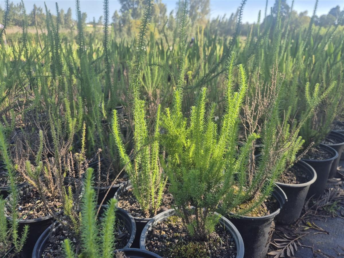 Selago corymbosa grown at AVNPlants, Klapmuts