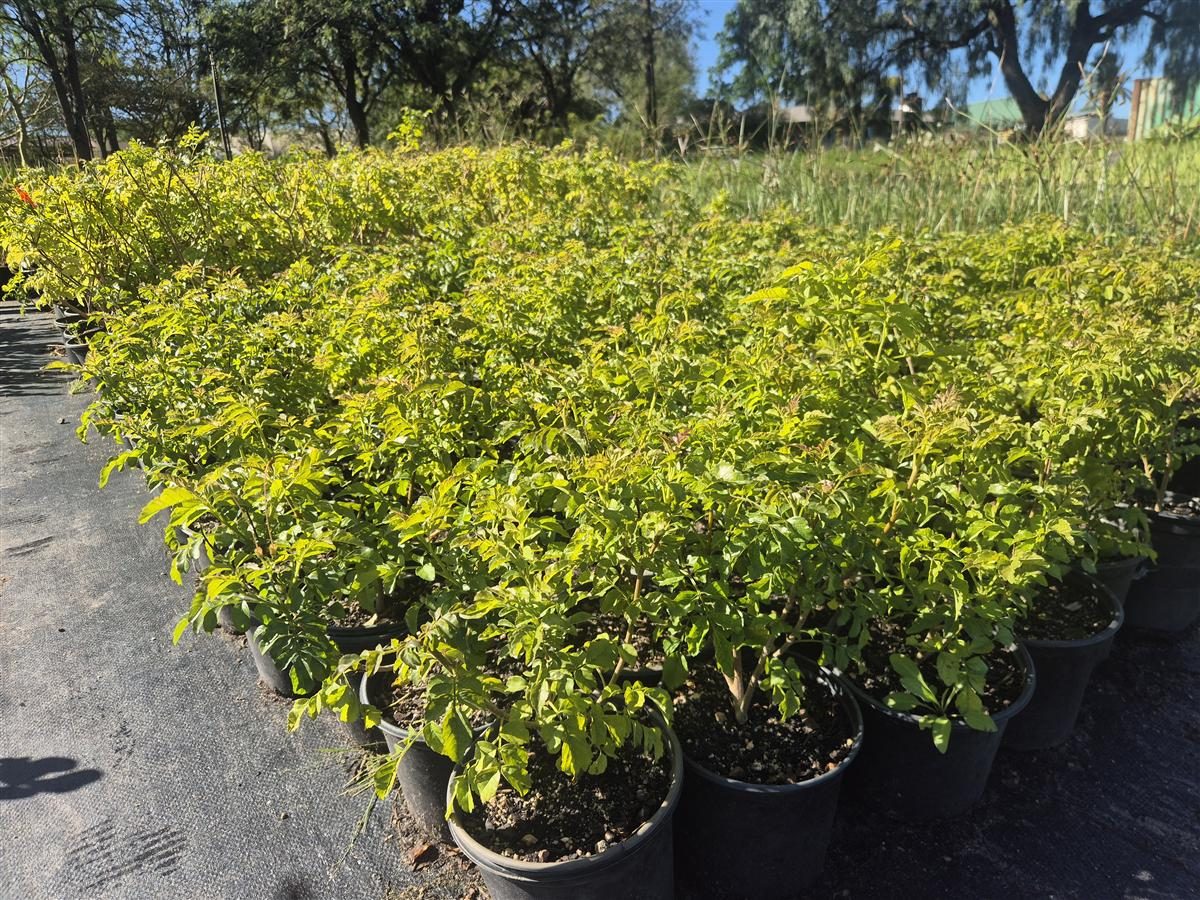Tecomaria capensis grown at AVNPlants, Klapmuts