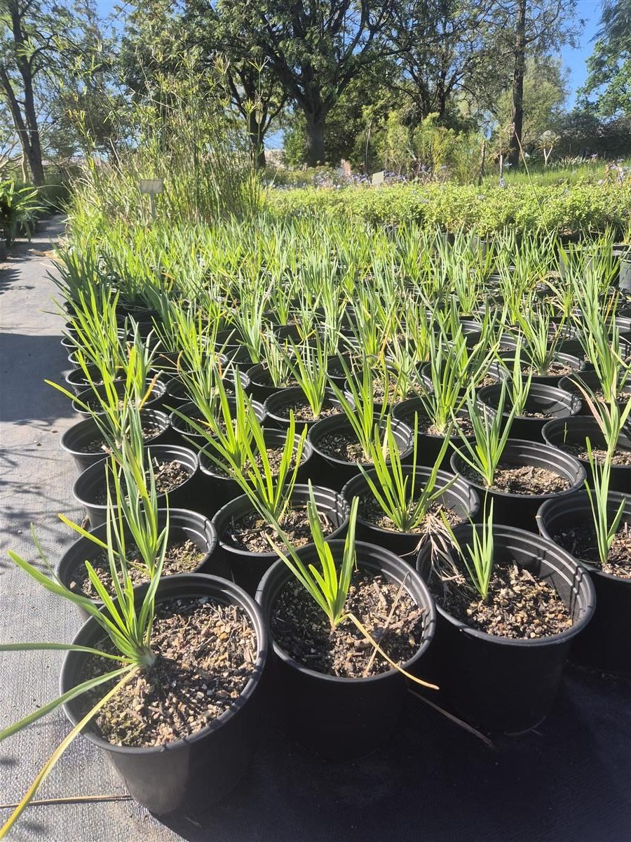 Tulbaghia capensis grown at AVNPlants, Klapmuts