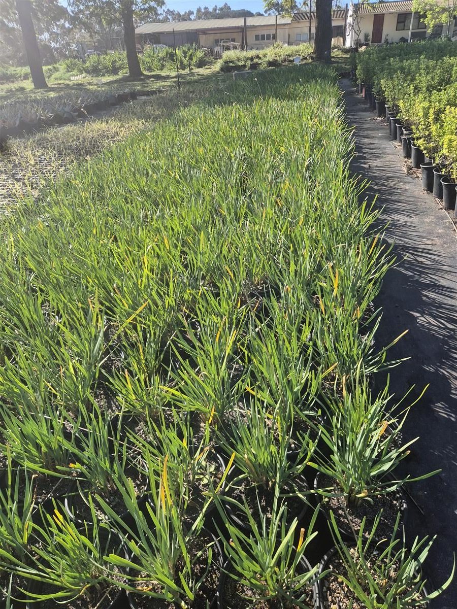 Tulbaghia violacea grown at AVNPlants, Klapmuts