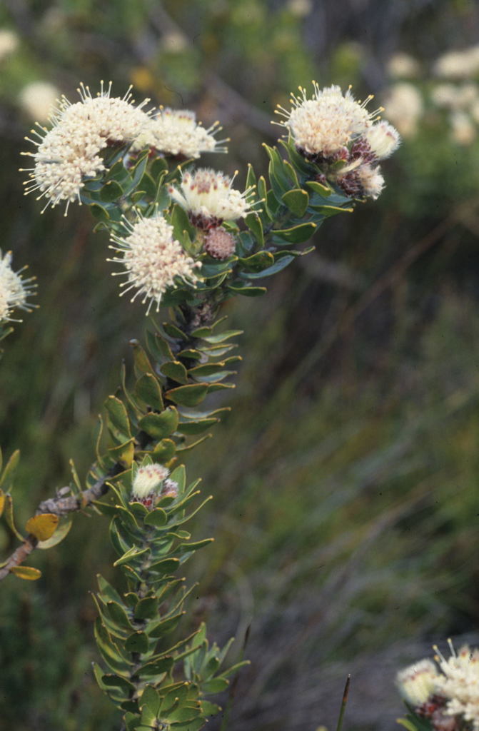 Leucospermum bolusii (Gordon's Bay pincushion): cream-white flowerheads on a grey-green branch