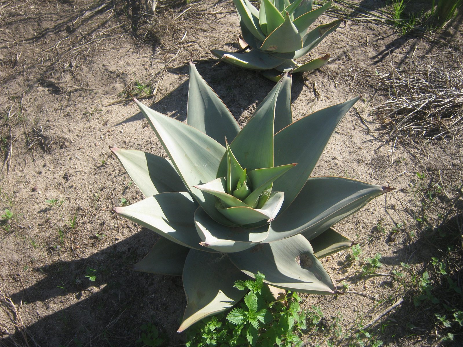 aloe striata