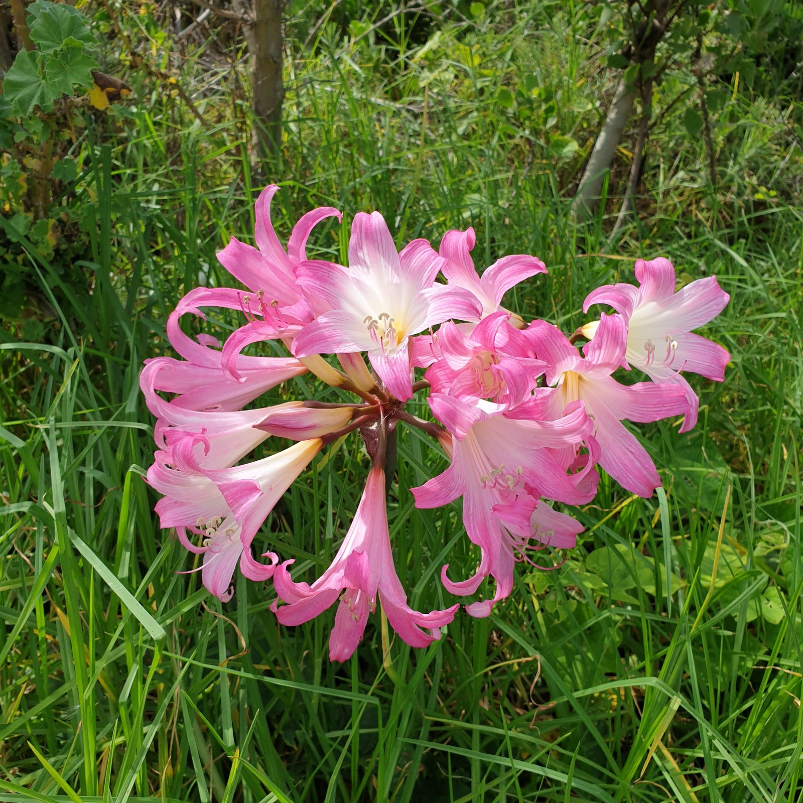 amaryllis belladonna