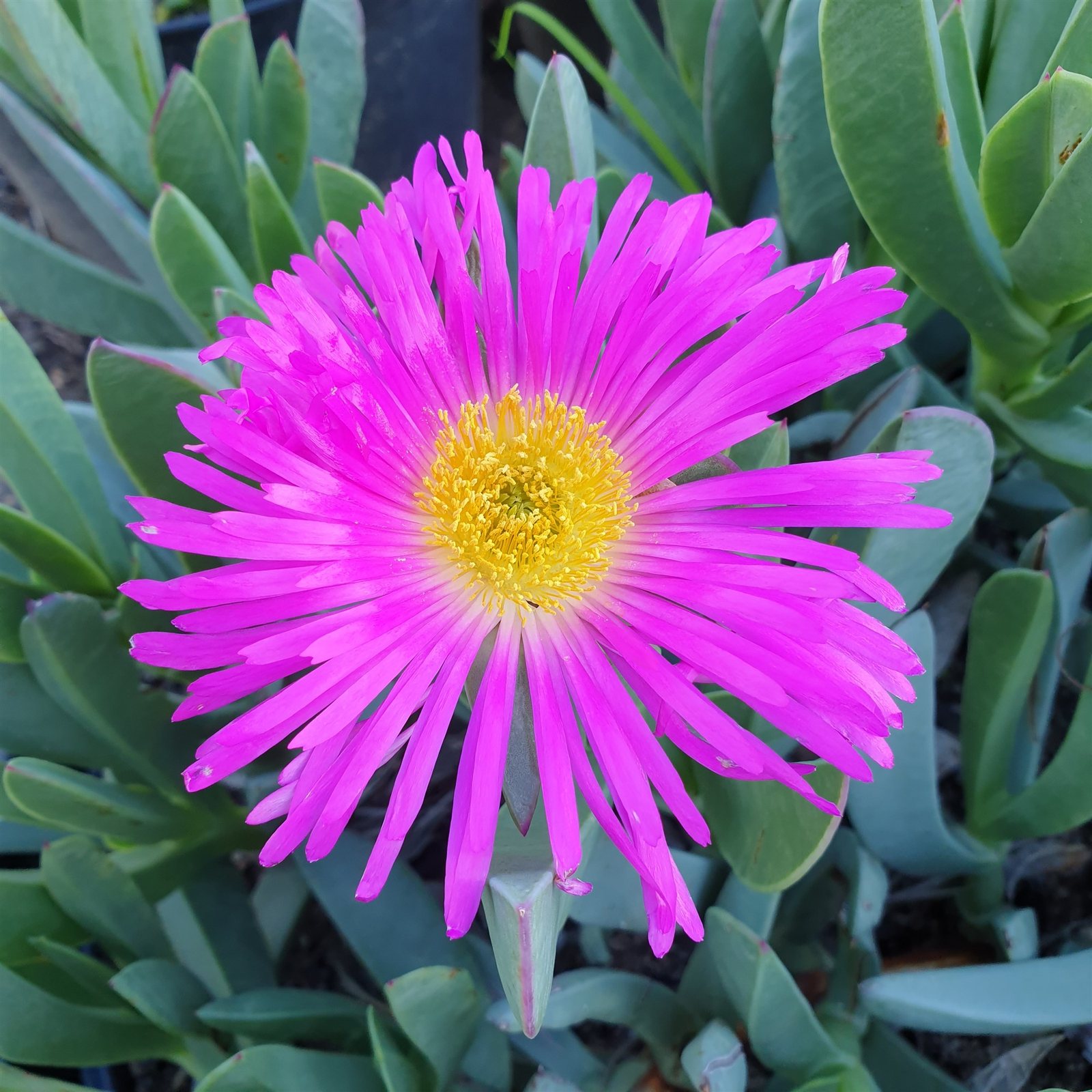 carpobrotus quadrifidus