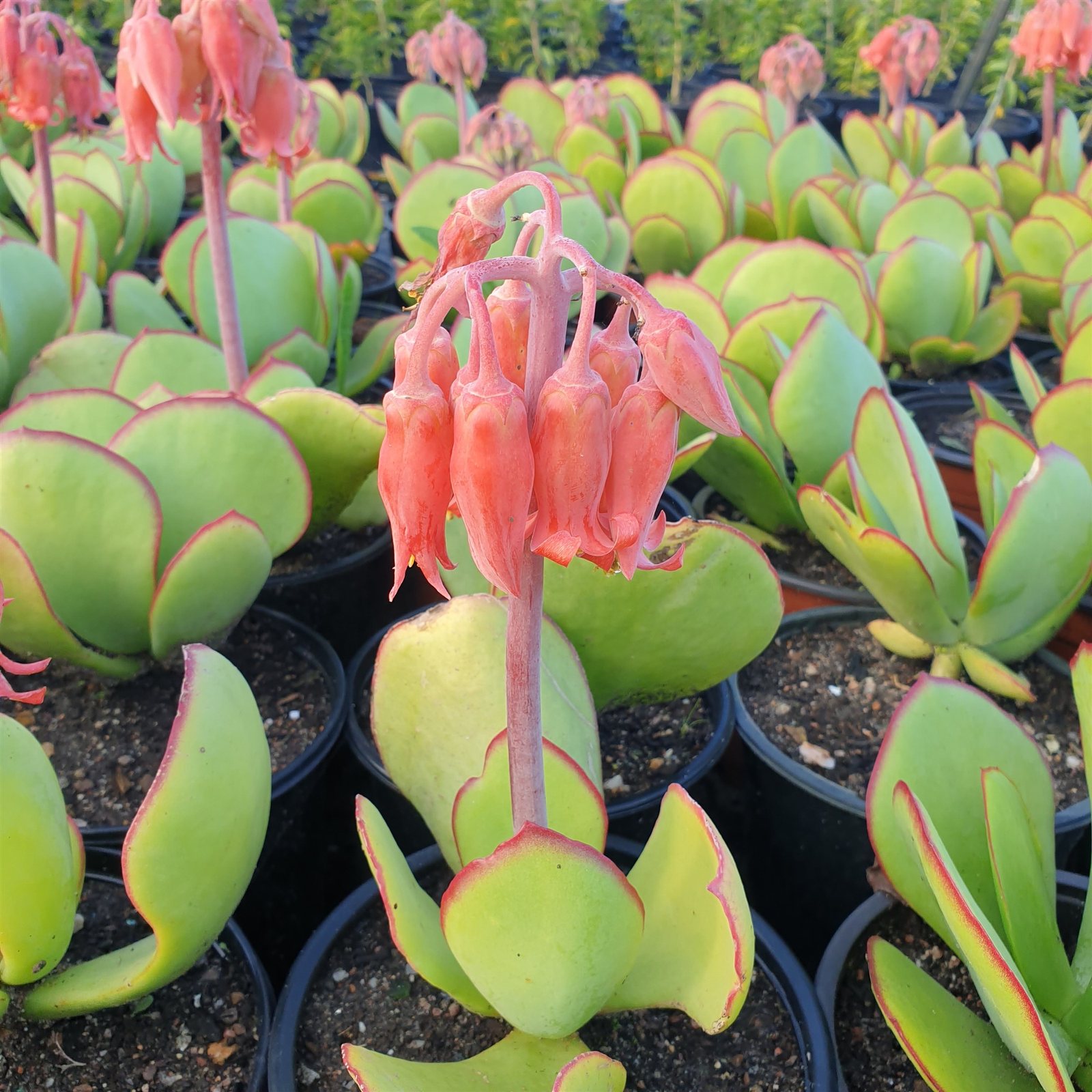 cotyledon orbiculata
