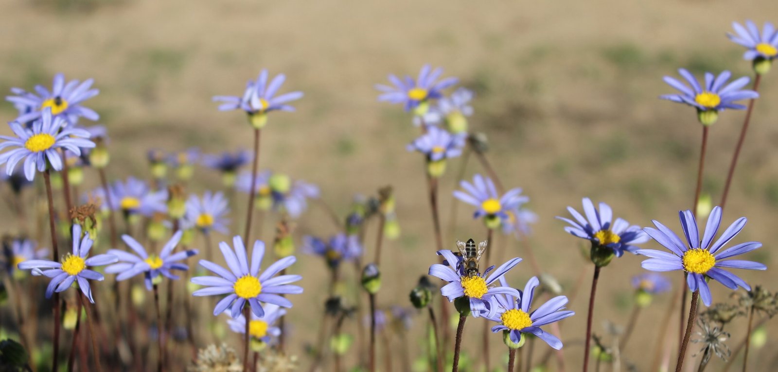 felicia amelloides
