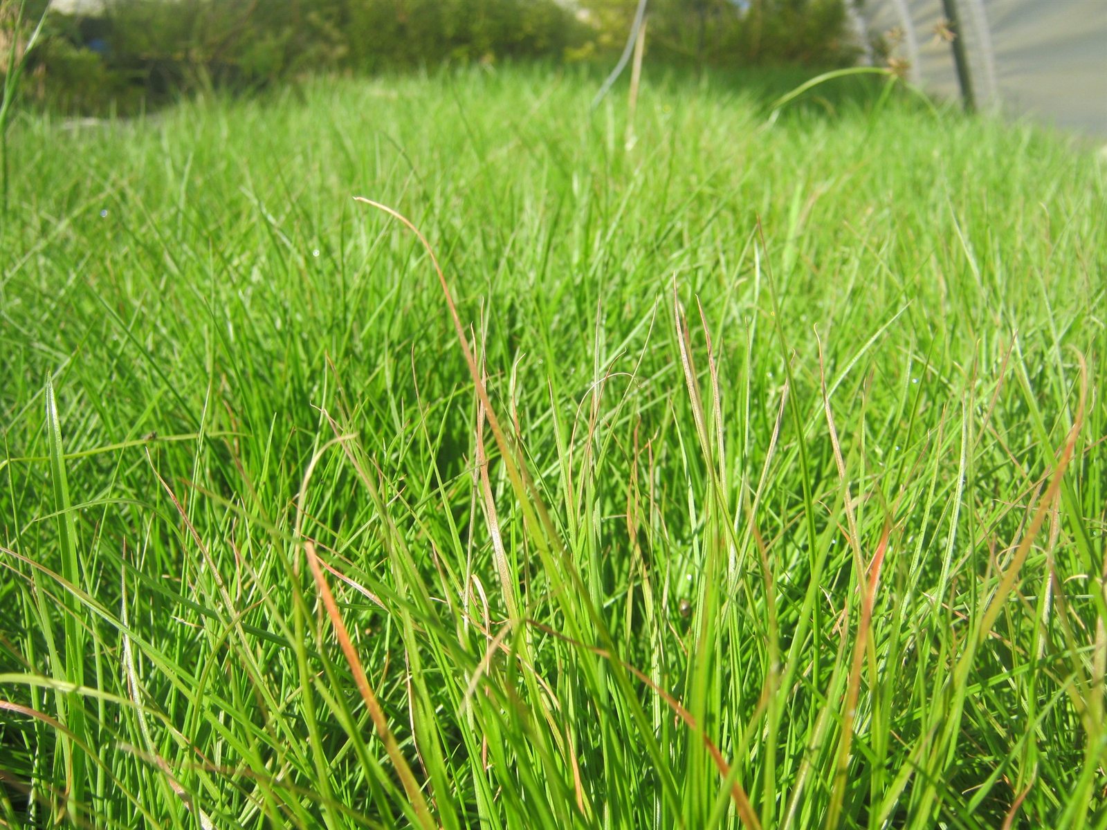 juncus capensis